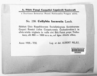 Clitocybula lacerata image